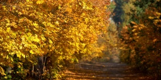 森林里的秋天。黄叶慢慢飘落。背景是宁静的森林小径。慢动作镜头