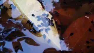 蝌蚪在沼泽视频素材模板下载