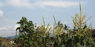 慢风农业土地玉米作物豆类生长