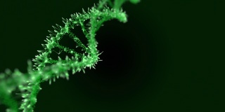 神经丛DNA分子模型，3D渲染DNA旋转在黑暗的背景