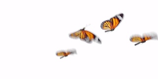 美丽的橙色蝴蝶帝王(Danaus Plexippus)飞在白色和绿色背景的特写。无缝3d动画与绿色屏幕阿尔法通道。