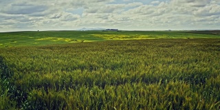 Wheat field in Western Cape