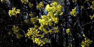 山茱萸树在开花。欧洲山茱萸或山茱萸的花，开黄色花。