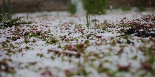 雪和草一起落在地上。春天的雪,霜。天气
