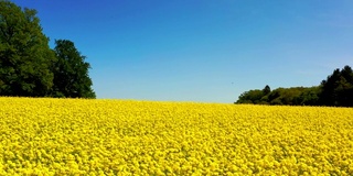 鸟瞰图:春季油菜地