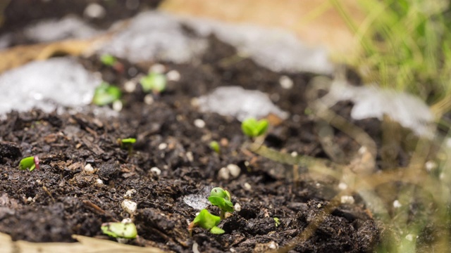 季节变化时间流逝冬季冰雪融化春天生长