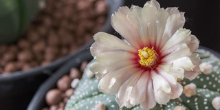 仙人掌花命名为“astrophytum nudum”，以太阳升起时的粉红色为自然背景，时间流逝