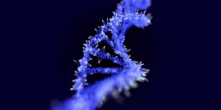 神经丛DNA分子模型，3D渲染DNA旋转在黑暗的背景