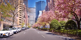 春天，第6大街上樱花盛开。大流行后的增长，经济复苏的概念象征