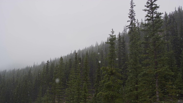 雪在森林里缓缓地飘落