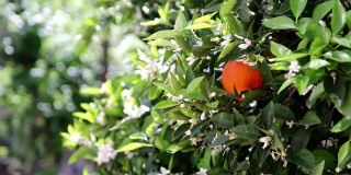美丽的橘子花和花在橘子树在阳光明媚的夏季季节