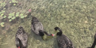 黑天鹅在湖中划桨，在水中移动。吃人们共享的食物