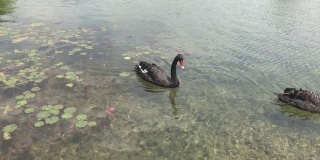 黑天鹅在湖中划桨，在水中移动。吃人们共享的食物