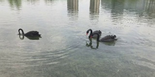 黑天鹅在湖中划桨，在水中移动。觅食的水生植物