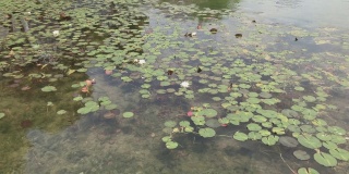 绿色的荷叶和白色的荷花在绿色的池塘或满是鱼的湖中