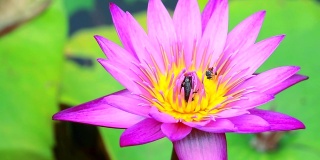 蜜蜂在池塘里盛开的浅粉色荷花的花粉上找到了甜蜜