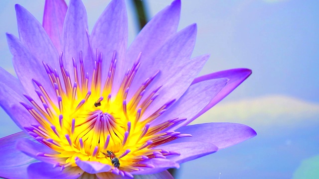 蜜蜂在池塘里盛开的浅紫色荷花的花粉上找到了甜蜜