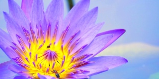 蜜蜂在池塘里盛开的浅紫色荷花的花粉上找到了甜蜜