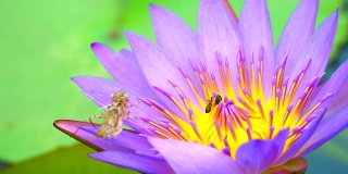 蜜蜂在池塘里盛开的粉红色荷花的花粉上找到甜蜜，树叶上有昆虫的污渍