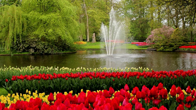 荷兰，早春公园里盛开的郁金香喷泉。