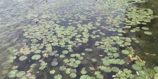 绿色的荷叶和白色的荷花在绿色的池塘或满是鱼的湖中