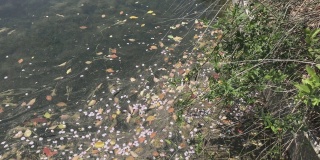 樱花花瓣随着池塘里的波浪漂浮在河边的一角
