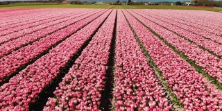 Beautiful flowerbeds in the Netherlands