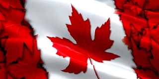 加拿大国旗视频在风中飘扬。现实的加拿大国旗背景。加拿大国旗循环特写1080p全高清1920X1080镜头。加拿大北美国家的旗帜录像的电影，新闻
