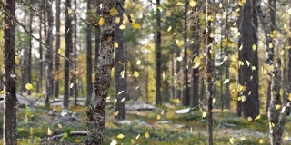 森林里的桦树，飘落着秋天的黄叶