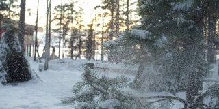 雪花优雅地从云杉的树枝上落下