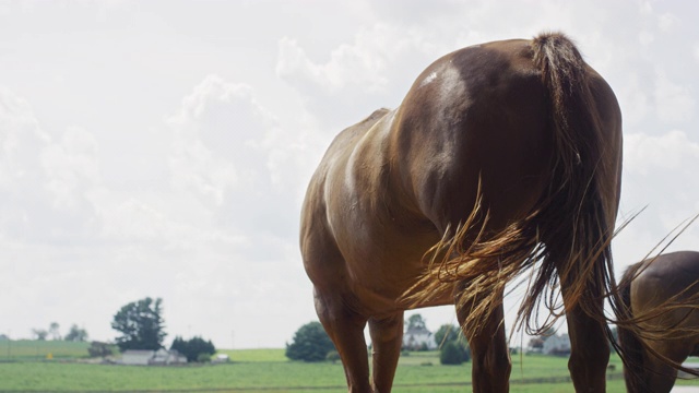慢动作拍摄的一个棕色的马的背部，而它摆动和弹它的尾巴在牧场在一个阳光明媚的日子