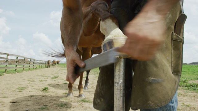 在一个阳光明媚的日子里，一个三十多岁的男蹄铁匠在牧场外面用马蹄刀清理棕色的马蹄，用锉刀锉平