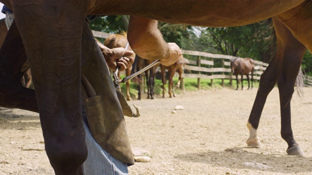 慢动作拍摄的一个男性蹄铁匠的手使用蹄钳修剪棕色马的蹄户外在一个阳光明媚的一天农场的牧场