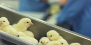 很多新生的小鸡在家禽传送带上移动。农业产业。在工厂分拣小鸡。