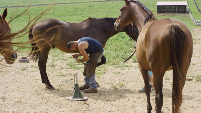 慢动作拍摄的一个男性蹄铁匠在他的三十多岁使用蹄钳修剪棕色的马的蹄，而其他的马在一个阳光明媚的日子在农场的牧场看户外