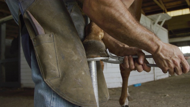 在农场的谷仓里，一个三十多岁的男蹄铁匠在用锉刀锉平马蹄之前，用钉钳把马蹄固定在棕色的马蹄上