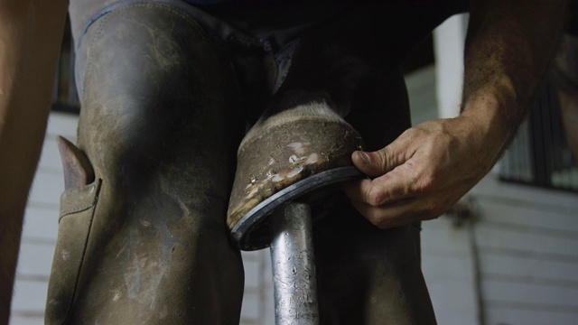 农场谷仓里，在用锉刀锉平马蹄之前，男性蹄铁匠的手用钉钳把马蹄固定在棕色马蹄上