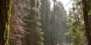 雪林里的雨。覆盖着苔藓的树皮。慢动作镜头