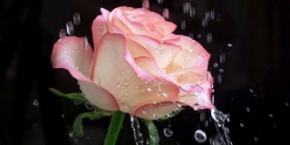 雨滴落在玫瑰花瓣上。黑色背景。慢动作特写镜头
