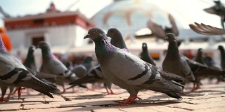 鸽子聚集在尼泊尔首都的主要广场上