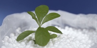 绿叶植物生长在白色的聚苯乙烯泡沫上