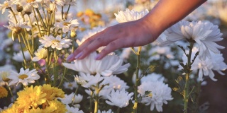 女性手触彩色花朵绽放的慢镜头