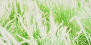 美丽奇妙的草花随风摇曳在公园里，白鹭草随风摇曳在夏日里，春秋自然在乡村里，拉拉花在草甸里，环境理念。