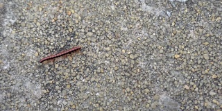 红黑蜈蚣在混凝土石墙上爬行