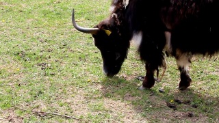走在草地上的西藏牦牛视频素材模板下载