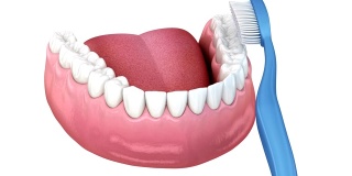 刷牙、清洁过程。口腔卫生的三维精确医学动画