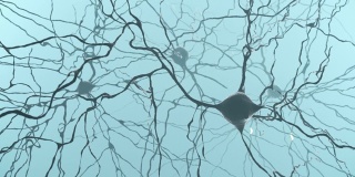 脑内神经元簇信号传递三维模型