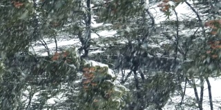 冬天的自然-松枝与雪在强风中摇曳。暴风雪里的大树。针叶和棕色球果。新年或圣诞节背景。垂直的屏幕。