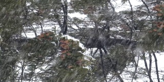 冬天的自然-松枝与雪在强风中摇曳。暴风雪里的大树。针叶和棕色球果。新年或圣诞节背景。垂直的屏幕。