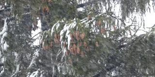 冬天的自然-松枝与雪在强风中摇曳。暴风雪里的大树。针叶和棕色球果。新年或圣诞节背景。